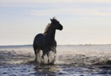 Jakie są standardy obsługi klienta?