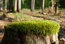 Jak zregenerować się psychicznie?