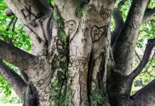 Co to jest utrwalenie wizerunku?