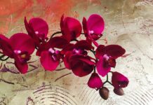 Kiedy marka jest premium? Kiedy marka jest premium?