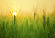 Jak się liczy gospodarstwo domowe? Jak się liczy gospodarstwo domowe?