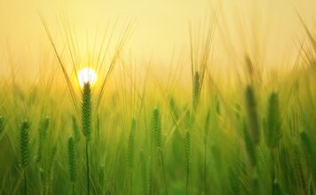 Jak się liczy gospodarstwo domowe?