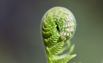 Jak rozwijać swoją markę?