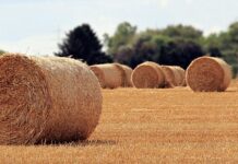 Jaka jest rola mediów?