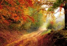 Jak wyobrażasz sobie swoją dalszą ścieżkę zawodowa? Jak wyobrażasz sobie swoją dalszą ścieżkę zawodowa?