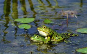 Jak stworzyć idealny zespół?